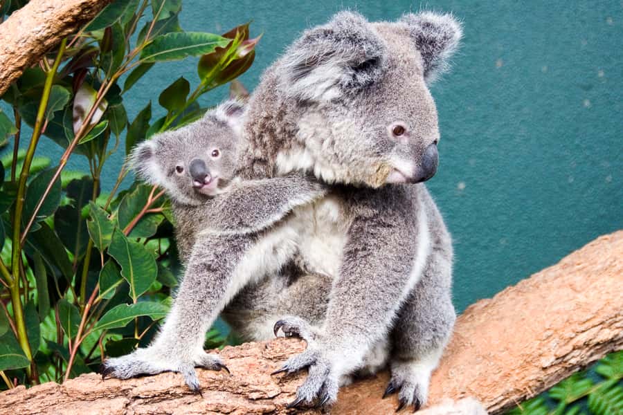WILD LIFE Sydney Zoo - Your walk-through route across 9 Aussie habitat zones