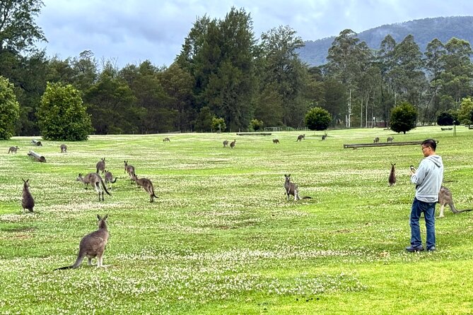 WILD Wombat and Kangaroo Day Tour, All Inclusive - Carrington Falls and Fitzroy Falls: eucalyptus forest, big drops, easy-to-enjoy walks