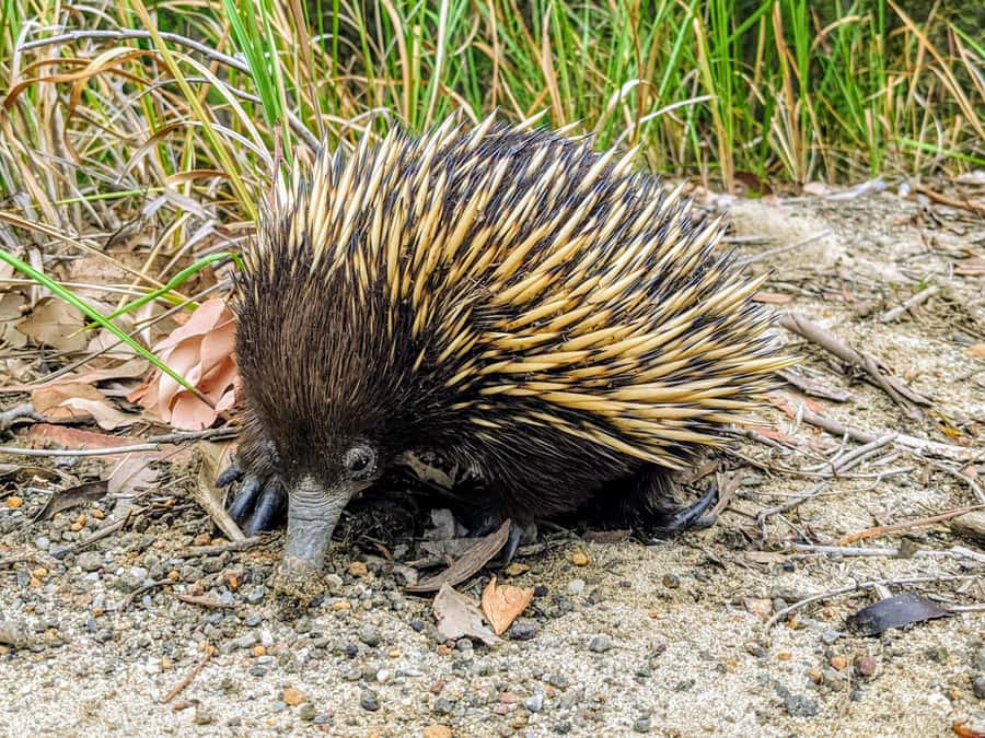 WILD Wombats and Kangaroo Experience, All Inclusive, Sydney - Who this tour fits best, and who should rethink it