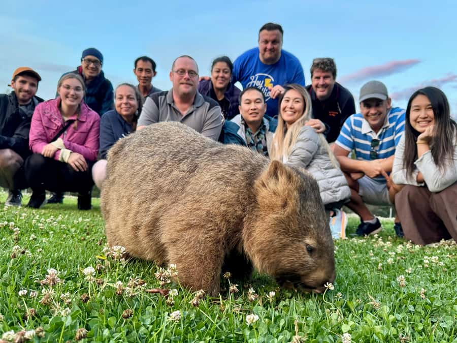 WILD Wombats and Kangaroo Experience, All Inclusive, Sydney - The wombat and kangaroo encounters: what close viewing really means