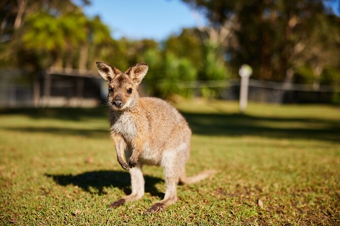 Wildlife, Waterfalls and Wine Day Tour from Sydney - Lunch by the seaside: where the day stops feeling like a schedule