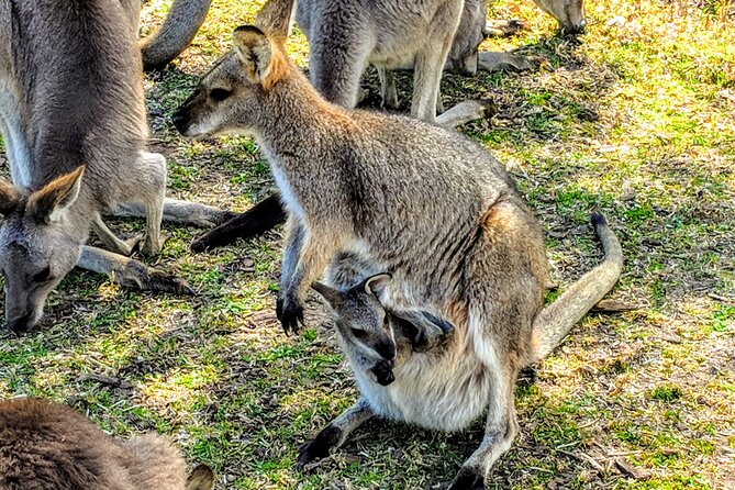 Wildlife, Waterfalls and Wine Day Tour from Sydney - Boutique wine tasting at the winery stop