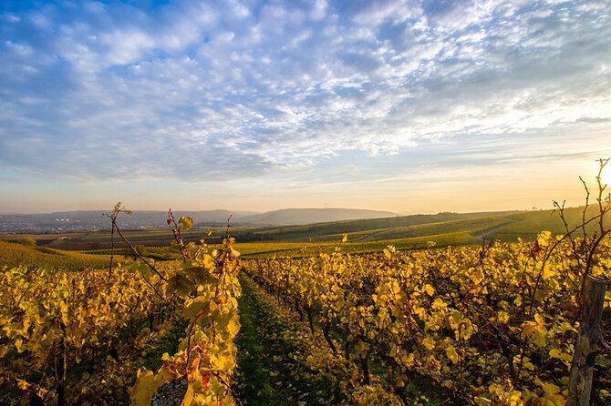 Wine Tours Sydney - Southern Highlands Day Escape, Full Day Wine Tasting Tour - Key things that make this Southern Highlands wine day different