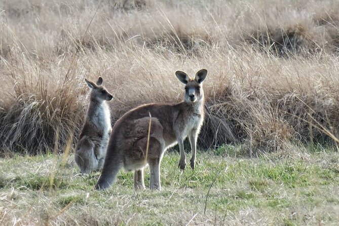 Wombat and Kangaroo Wildlife Tour from Sydney - Central Station to Wollongong: Mount Keira Lookout first